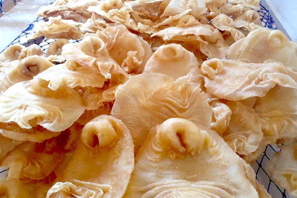 fish maw Marruecos