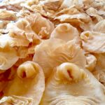fish maw Marruecos