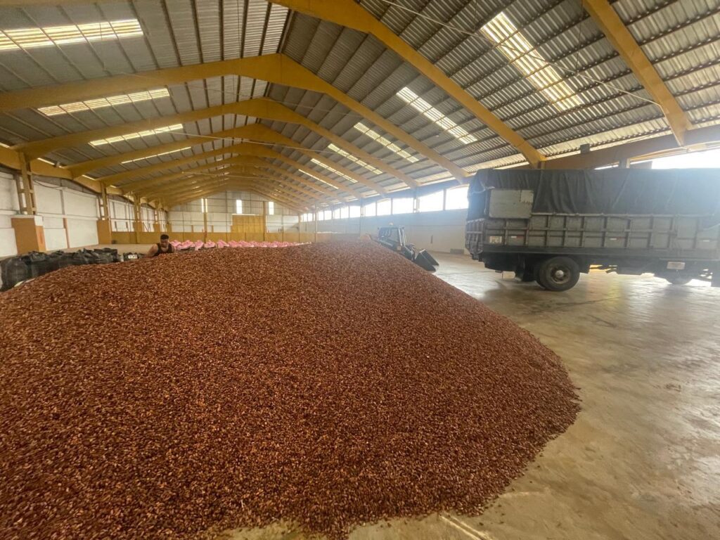 cacao