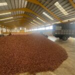 cacao