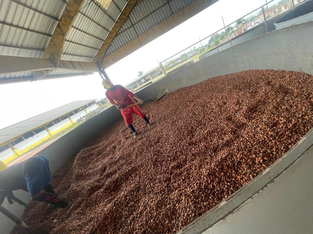 cacao2