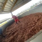 cacao2