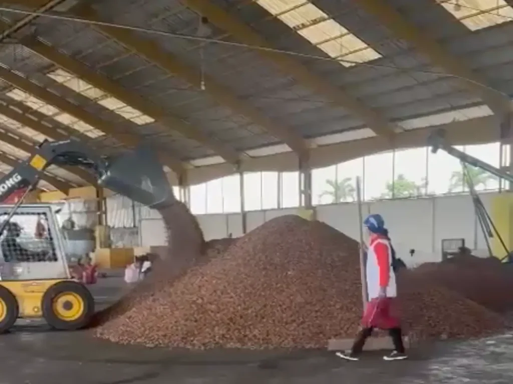 cacao4