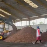 cacao4