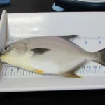 pampano 2